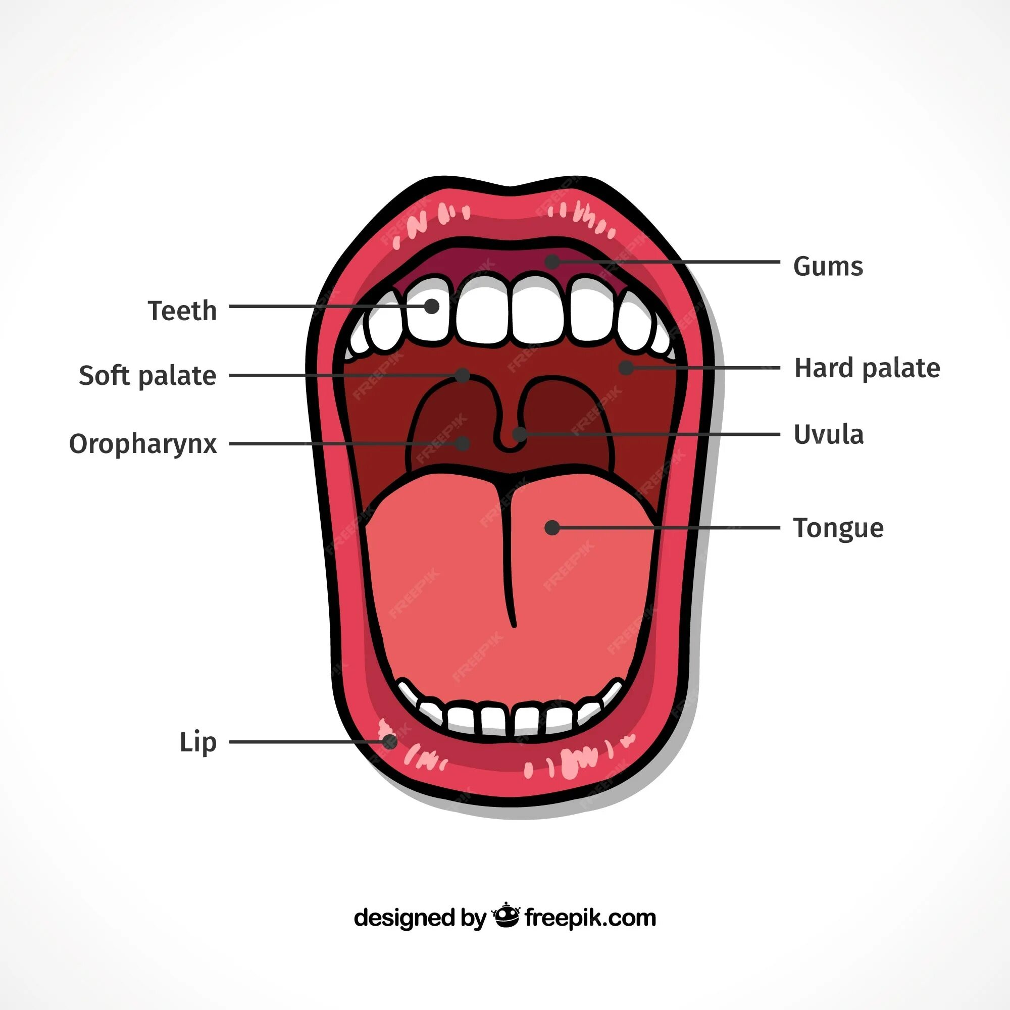 Язычок во рту как называется. Творчество на тему язык и рот. Форма языка вектор. Женский открытый рот язык увула. Зд модель рта с языком.