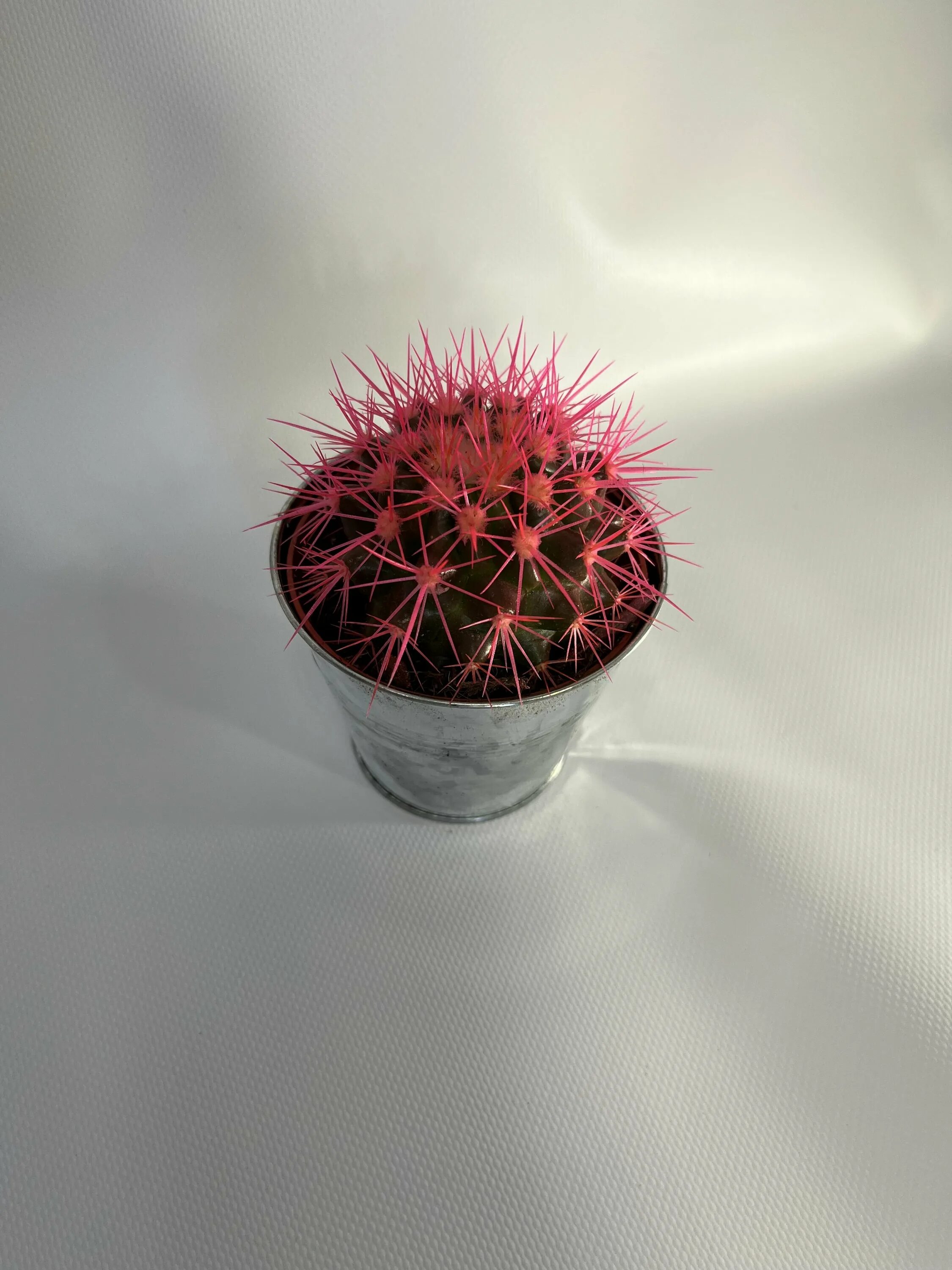 Эхинокактус грузони рейнбоу эхинокактус грузони рейнбоу. Эхинокактус грузони рейнбоу эхинокактус грузони рейнбоу. Кактус эхинокактус грузони. Эхинокактус рейнбоу. Эхинокактус грузони рейнбоу.