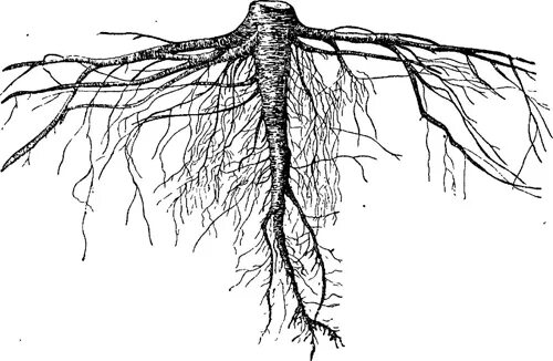 Корень ое корень. Корневая система березы обыкновенной. Осина дерево корневая система. Стержневая корневая система сосны. Ель Коника корневая система.