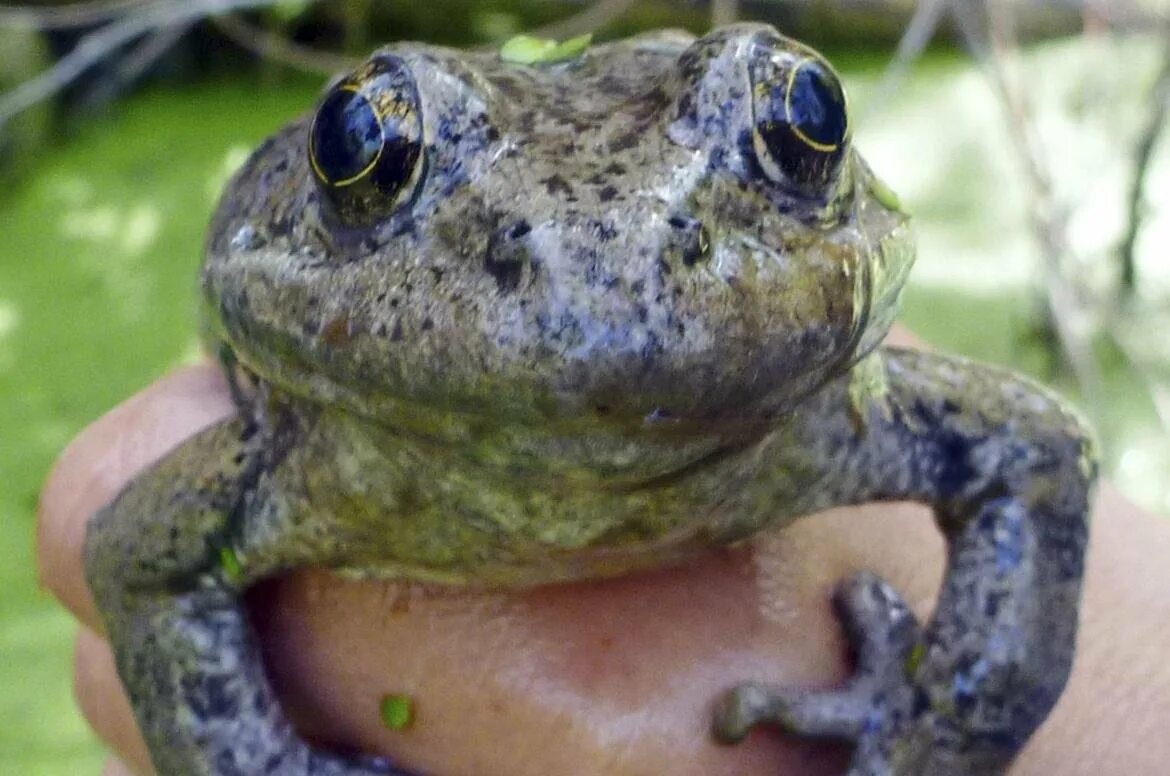 плохая жаба