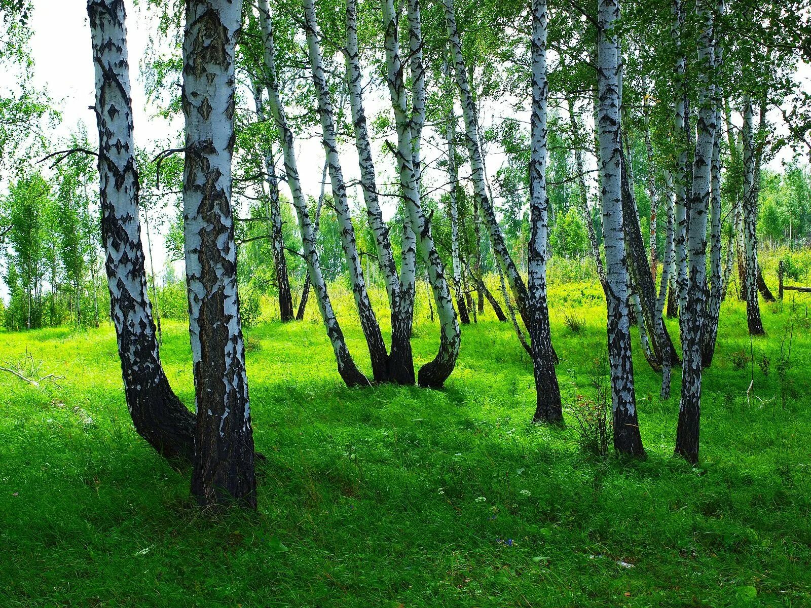 Березовая аллея ясная поляна. Березовая роща измайлово. Березовая аллея тропаревский парк. Березовая роща кемерово. Парк березовая роща кемерово.