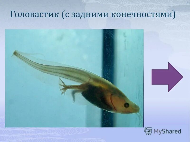 гребенчатый тритон личинка. аксолотль. развитие земноводных. личинка амфибии. жабры личинок земноводных.