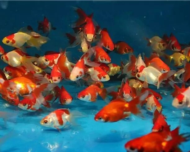 мультяшные рыбки. 13 рыбок. рыбка дори и немо. 13 рыбок. рыбка дори дисней.