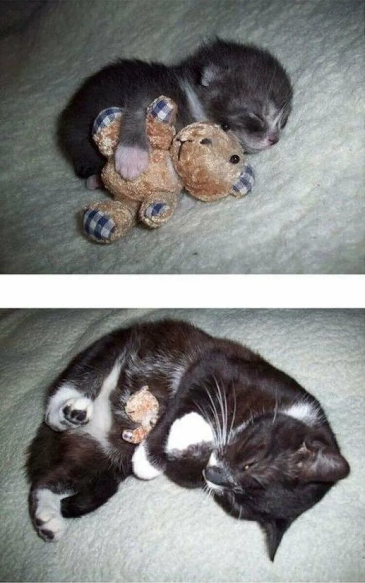 Котята выросли немножко а есть. Котенок вырос. какие котята. котенок родился и вырос. котята которые выросли.