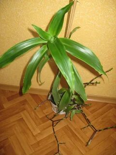 Золотой ус отзывы
