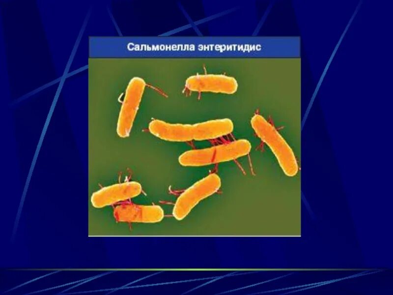 Сальмонеллез в домашних условиях. Сальмонелла энтеритидис морфология. Сальмонеллез энтеритидис группа д. Возбудитель сальмонеллеза энтеритидис. Сальмонеллез возбудитель инфекции.