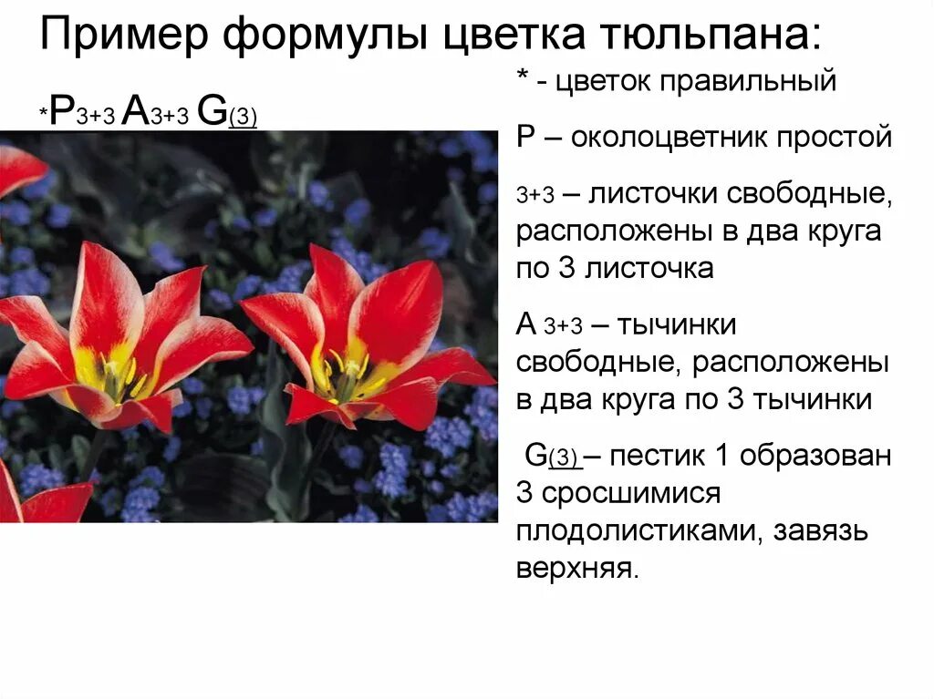 О3 3т3 3п1 формула какого цветка. Формула цветка тюльпана. околоцветник тюльпана. формула цветков тюльпана. цветок тюльпана формула цветка.