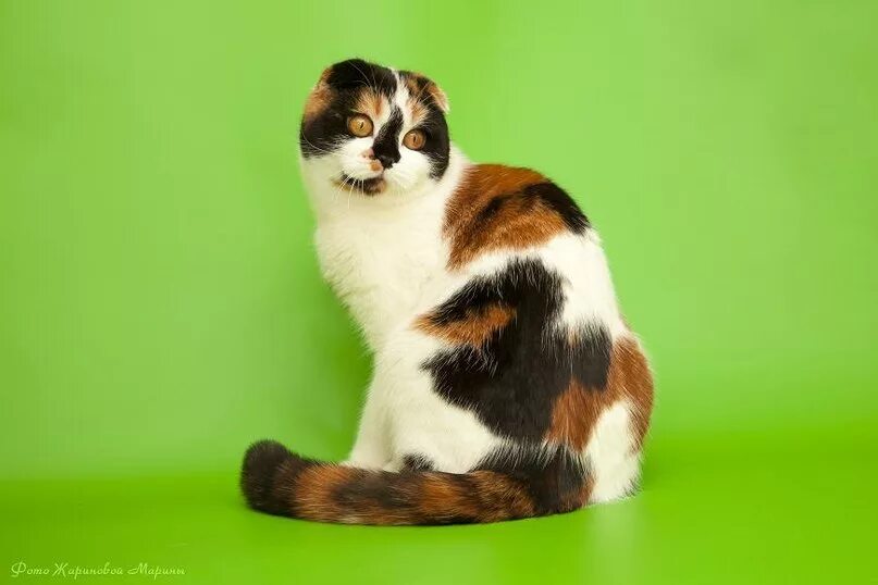 Британская вислоухая черепаховая кошка. Скоттиш фолд трехцветная. Шотландская вислоухая кошка трехцветная. Скоттиш-фолд шотландская трехцветная вислоухая кошка. Шотландская вислоухая кошка биколор.