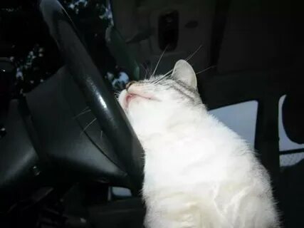 Коте за рулем