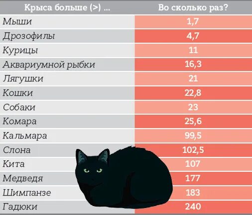 Сколько живет тома. Размер мыши. Средняя Продолжительность жизни мышей. Сколько весит мышка. Средний размер мыши.