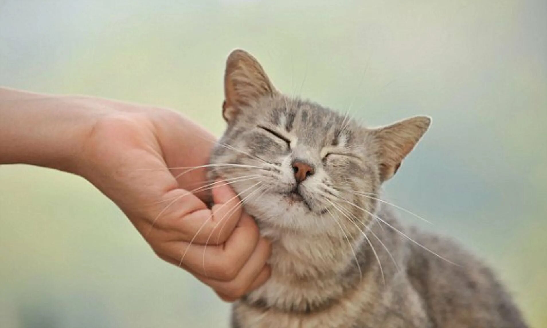 Кот которого гладят. Кошка мурлычет. Гладить кошку. Кот мурчит. Фото petting