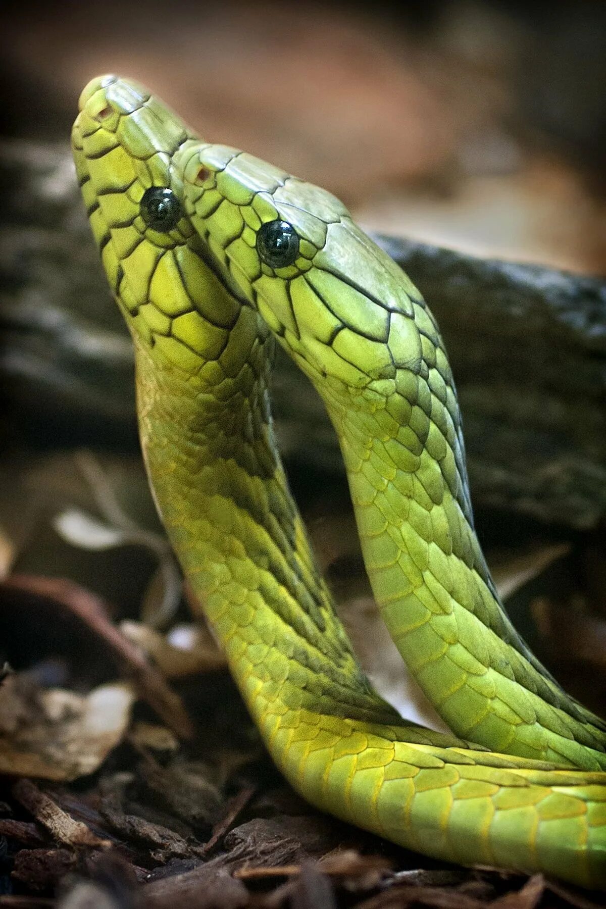 Картинки змей. Зеленая куфия. Куфия змея. Цейлонская куфия змея. Мангровая куфия.
