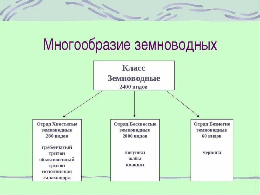 Какое значение земноводных в жизни человека. Земноводные многообразие 7 класс. Многообразие земноводных таблица. Разнообразие земноводных виды. Многообразие земноводных презентация.