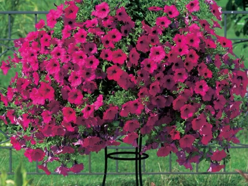 Петуния ампельная. Чем отличается каскадная петуния от ампельной. Петуния кустовая и ампельная. Чем отличается каскадная петуния от ампельной. Петуния ампельная.