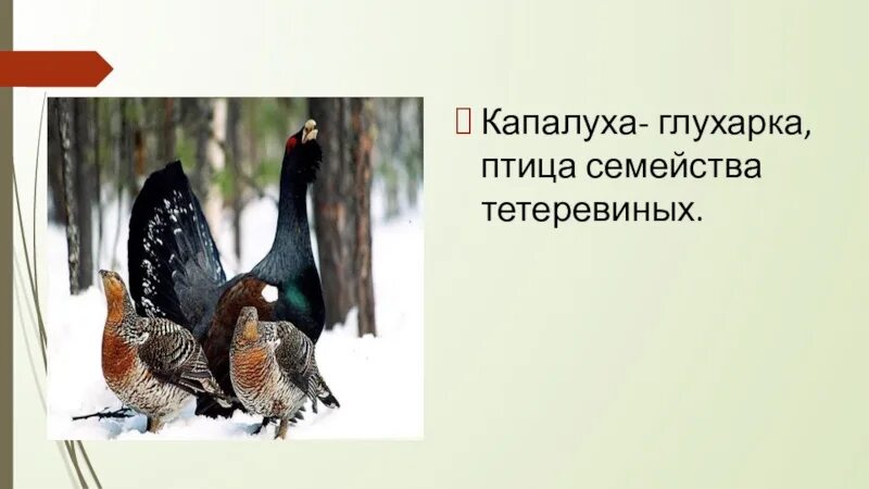 Капалуха 3 класс школа россии рабочий лист. В П Астафьев Капалуха. Астафьев Капалуха 3 класс.