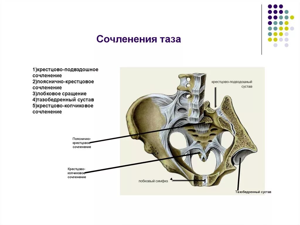 Кости таза строение соединение. Крестцово поясничный сустав строение. Строение таза сбоку. Крестцово копчиковый сустав строение. Связки таза вид спереди анатомия.