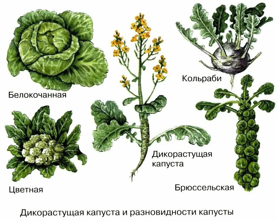 крестоцветные дикоросы. тип плода крестоцветных. крестоцветного растения капусты огородной называют. крестоцветного растения капусты огородной называют. цветная капуста семейство крестоцветные.