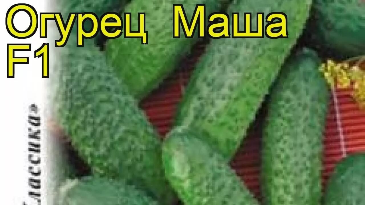Огурцы Агрохолдинг ПОИСК Огурец Маша F1 - купить по выгодным ценам в интернет-ма
