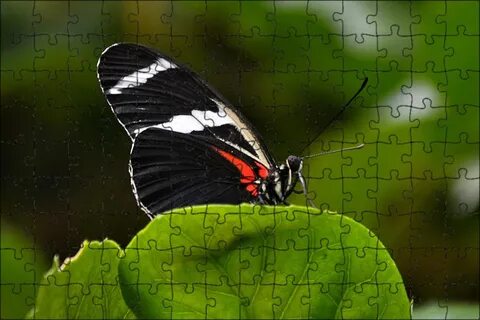 Papillons noirs