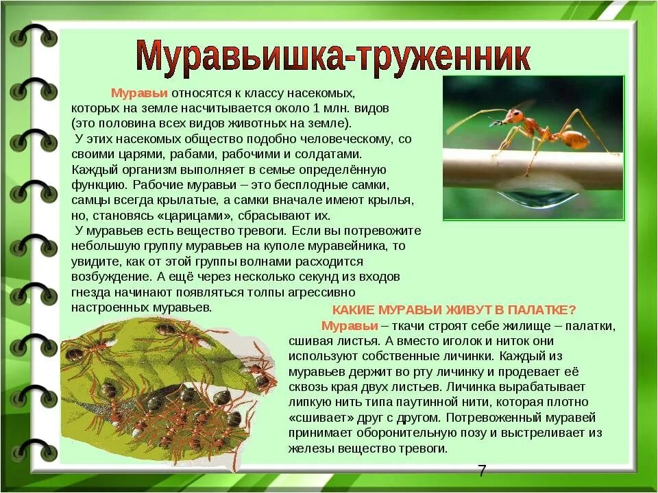 Как воспринимают информацию насекомые. Информация про муравьев. класс насекомые муравьи. информация о муравьях. описание муравьев.