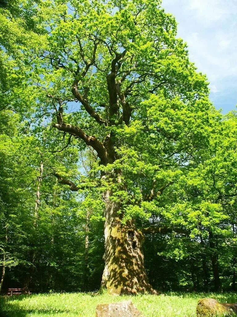 Фотка дерева. Дуб черешчатый (Quercus Robur). Дуб обыкновенный (Quercus Robur). Дуб черешчатый Дубрава. Дуб черешчатый крона.