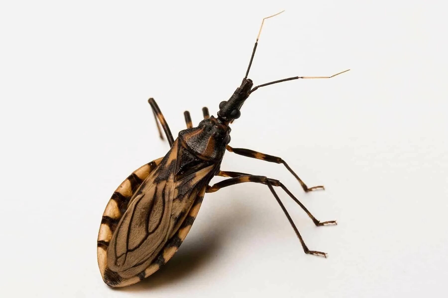 Put some of this insect