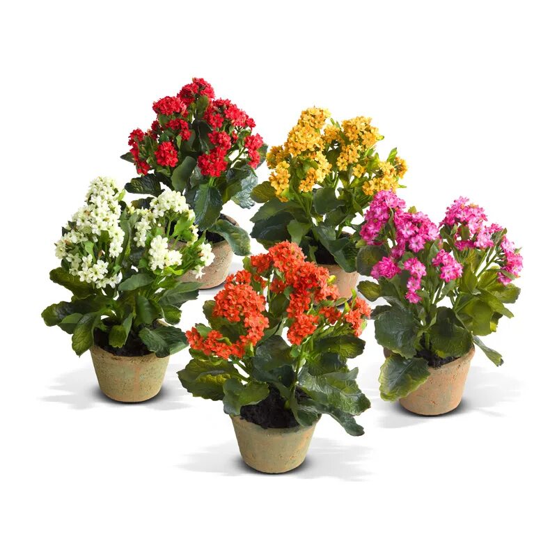 Мелкие цветущие комнатные цветы. Бувардия розовая. Бувардия amora beja. Кампанула атланта. Бегония doublet pink.