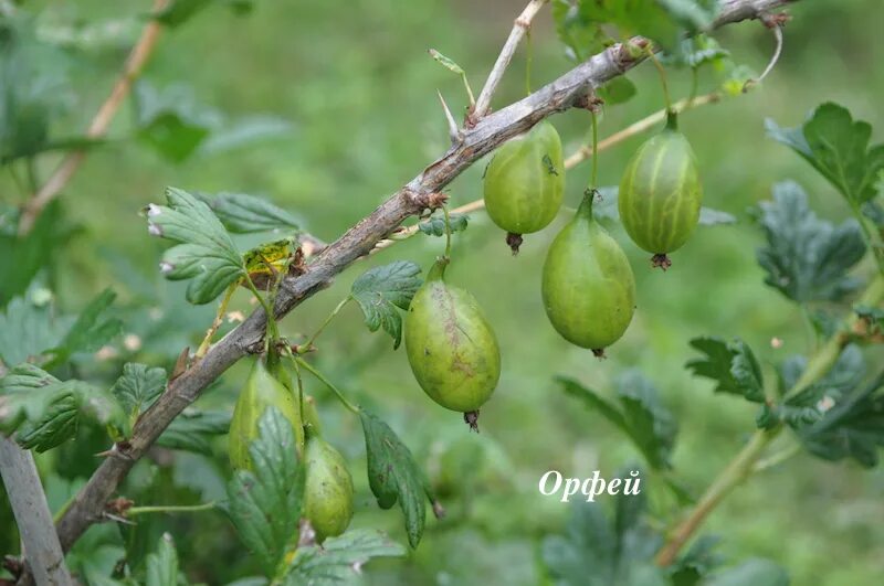 Крыжовник орфей саженцы. Крыжовник орфей описание сорта. Крыжовник орфей. Крыжовник орфей саженцы. Крыжовник орфей описание сорта.