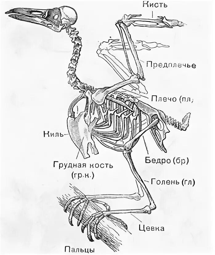 Голень птицы скелет. Строение скелета птицы. Скелет киль пищеварительная система. Скелет птицы схема биология 7 класс.