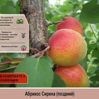 Абрикос поздний сорт
