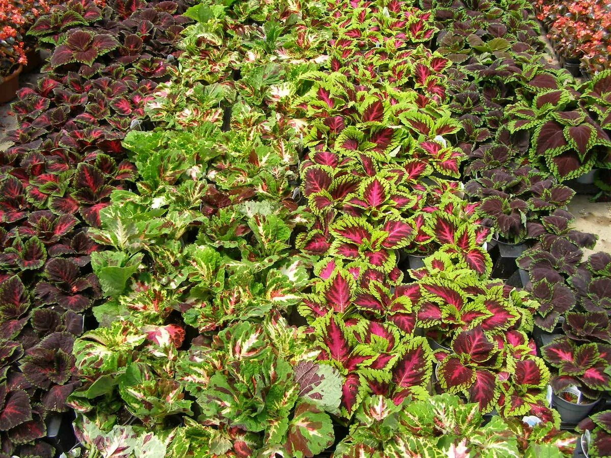 Как посадить колеус. Колеус ренельта coleus rehneltianus. колеус бордюрный. колеус на клумбе. колеус блюме смесь.