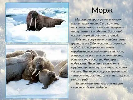 Описание севера