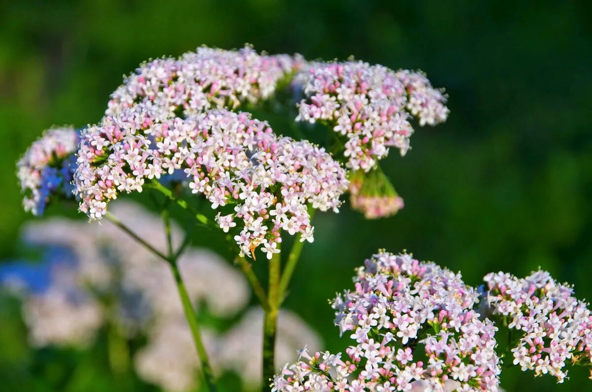 Валерьянка трава. Валериана. (Valeriana officinalis). Валериана Туркестанская. Валериана двудомная. Валериана лекарственная соцветие.