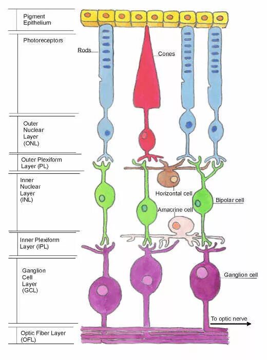 Пигмент йодопсин. Зрительные пигменты палочек и колбочек. Пигмент в колбочках сетчатки. Йодопсин колбочек расположен. Градация медицинских колбочек.