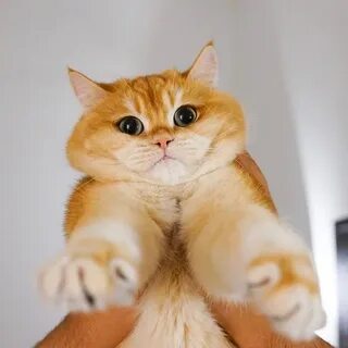 Биография кота