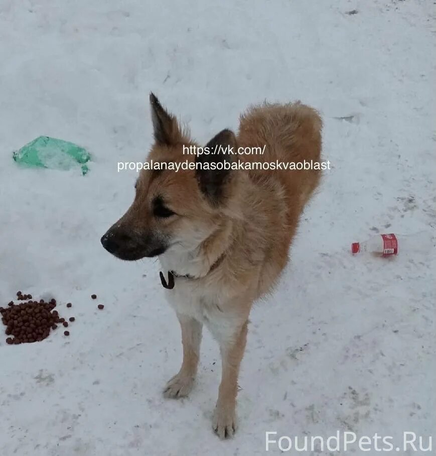 Собаки в раменском районе. Найдена собака раменский район. замечена собака раменский. найдена собака панино раменский. выставка собак в раменском 2025.