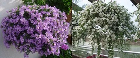Когда сажать бакопу на рассаду