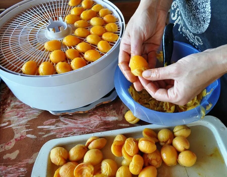 Можно ли сушить на солнце. Сушка абрикоса. Абрикосы в сушилке для фруктов. Абрикосы в дегидраторе. Абрикос в сушилке для овощей.