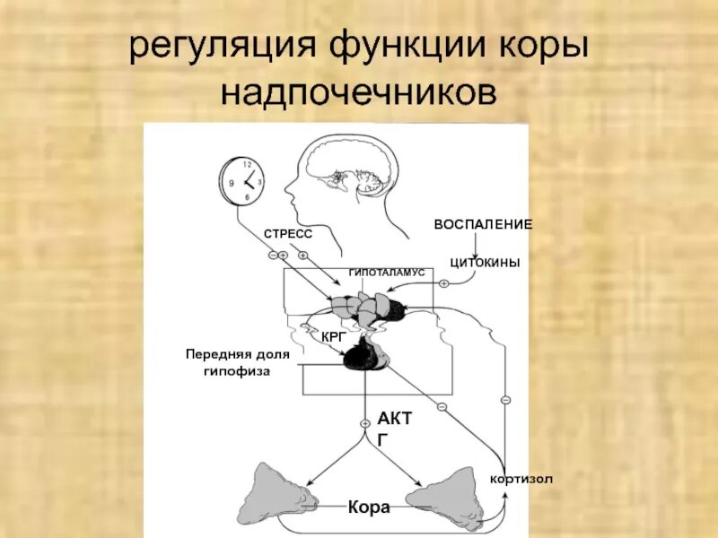 Гормоны надпочечников гормон гипофиза. Регуляция гормональной активности надпочечников. Нейрогуморальные механизмы регуляции функций надпочечников.. Регуляция секреции кортикостероидов. Регуляция секреторных функций коры надпочечников.