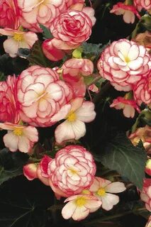 Бегония rose