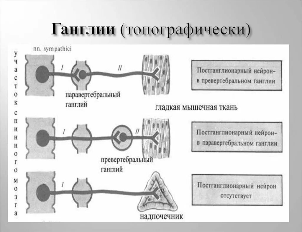 Ганглии. Нервные ганглии. Расположение нервных ганглиев. Нервные узлы ганглии.