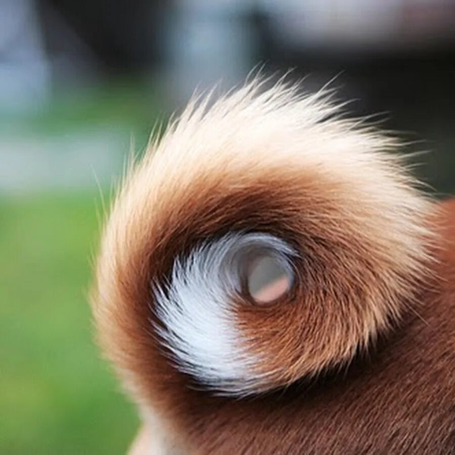 Хвостик колечком. Собачка с хвостиком. Собака с закрученным хвостом. Хвост собаки. Хвост бубликом у собак.