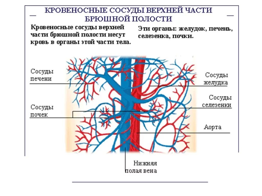 Строение сосудов брюшной полости. Вены и сосуды брюшной полости. Кровоснабжение органов брюшной полости анатомия. Кровоснабжение брюшной полости схема.