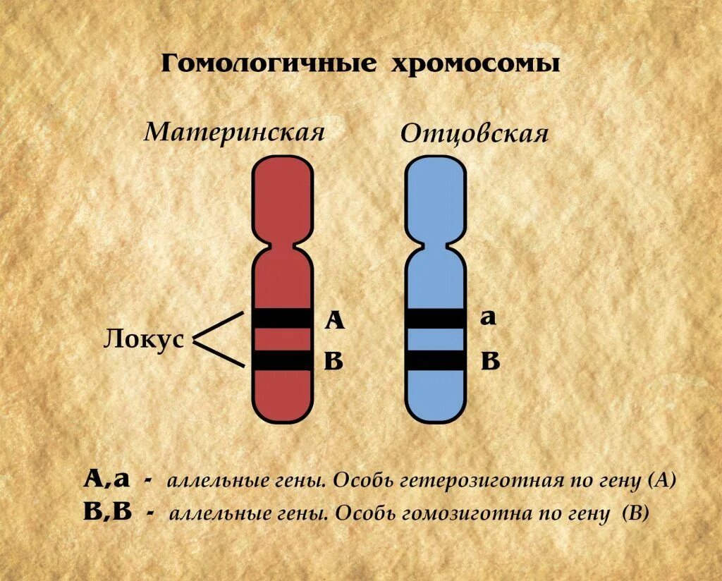 Аллель с разными генами. Местоположение гена в хромосоме (локус):. аллели локусы гены хромосомы. гомологичные хромосомы и аллельные гены. аллельные гены и неаллельные гены.
