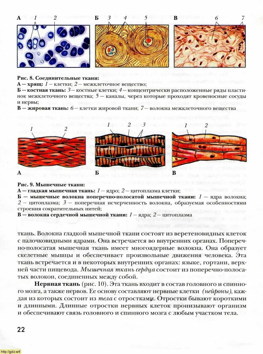 Функция соединительной ткани в мышцах. Ткани биология 8 класс. Соединительные ткани 8 класс. Соединительная ткань человека 8 класс. Мышечная ткань соединительная ткань.