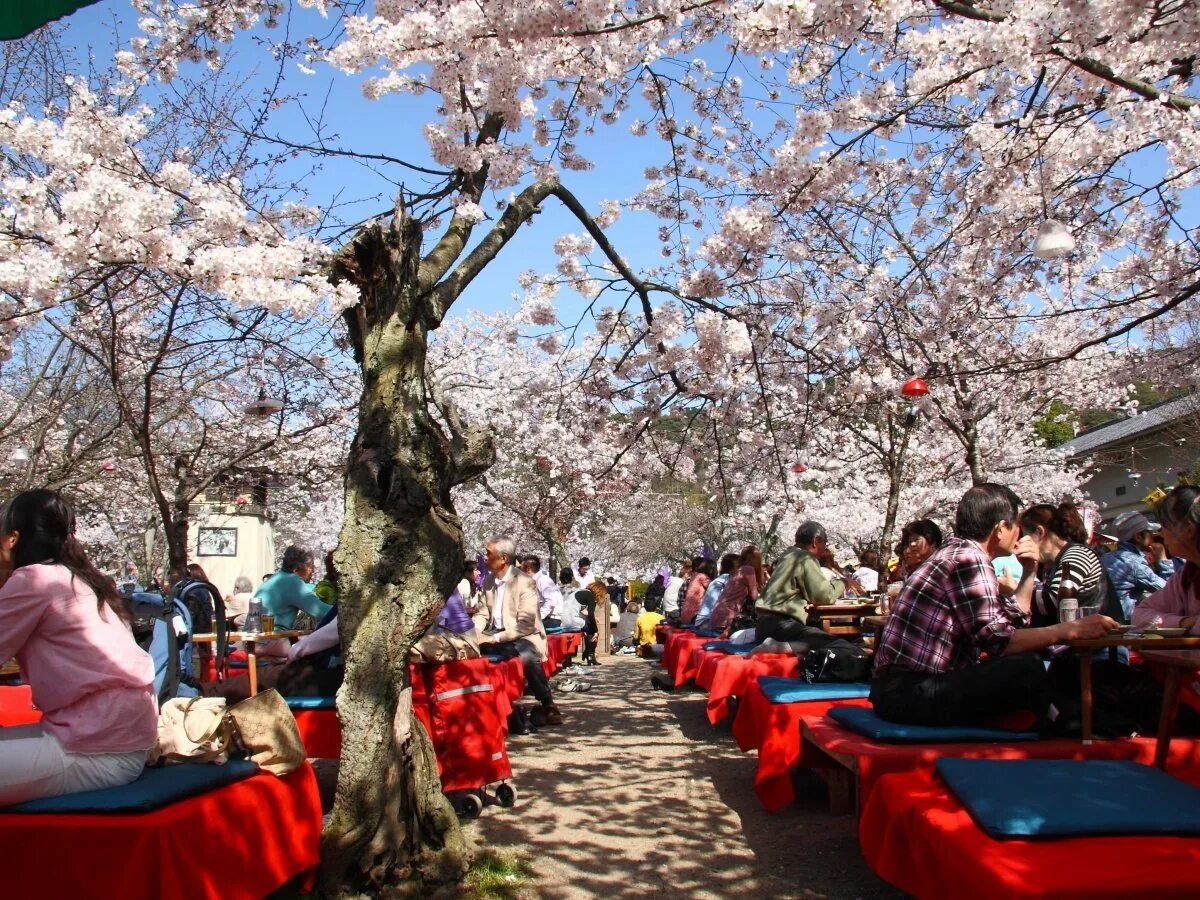 Сакура хан. Праздник цветения вишни Сакуры в Японии. Ханами – любование сакурой в Японии. Фестиваль цветения Сакуры в Японии. Ханами праздник цветения Сакуры.