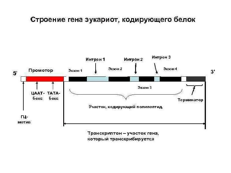 Структура организации Гена эукариот. Структура Гена прокариот схема. Строение Шена эукар от. Строение эукариотического Гена.