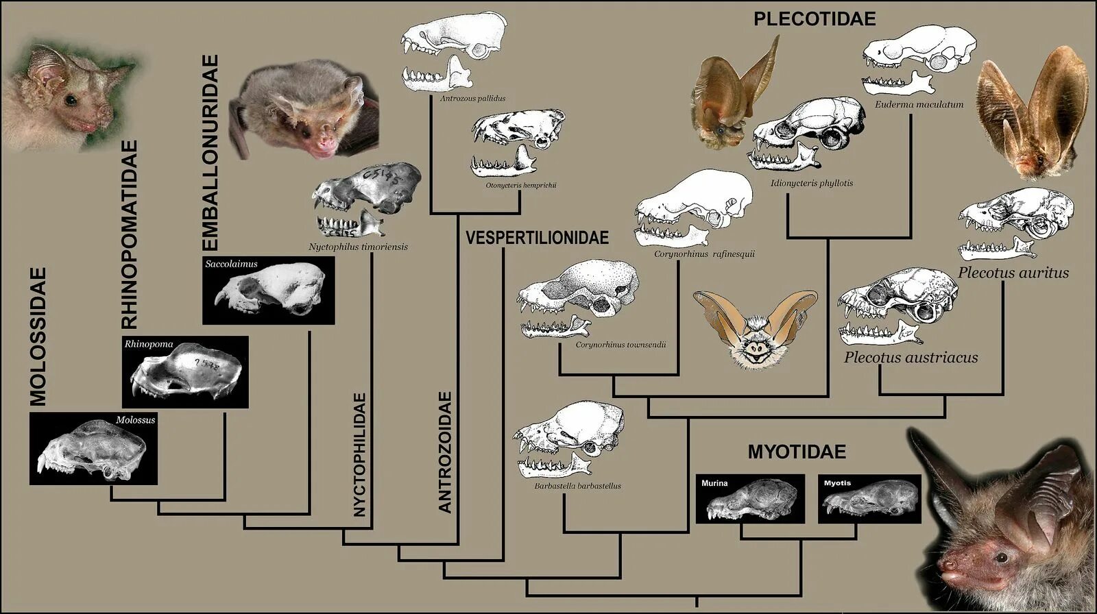 Эволюция грызунов. Эволюция мышей животных. Эволюция грызунов схема. Развитие грызунов схема.