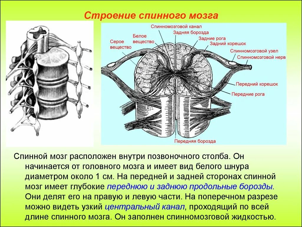 Центральный спинномозговой канал. Спинной мозг строение и функции. Функции спинного мозга анатомия. 4 Строение сегмента спинного мозга. Анатомия Корешков спинного мозга.