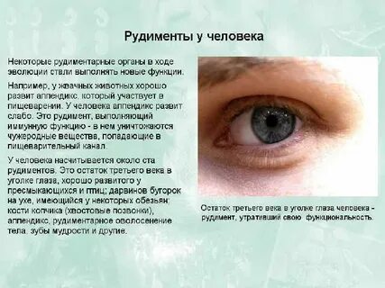 Остаток третьего века у человека пример